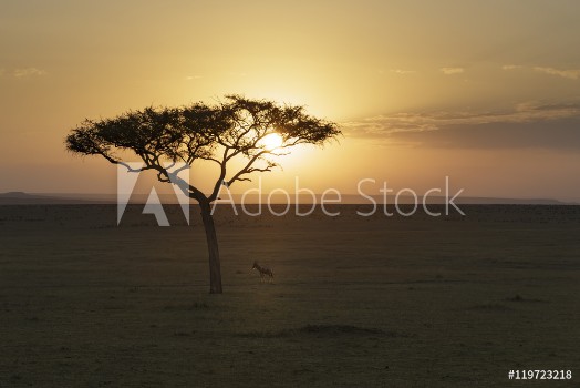 Picture of Lone Topi and Acacia Sunrise
